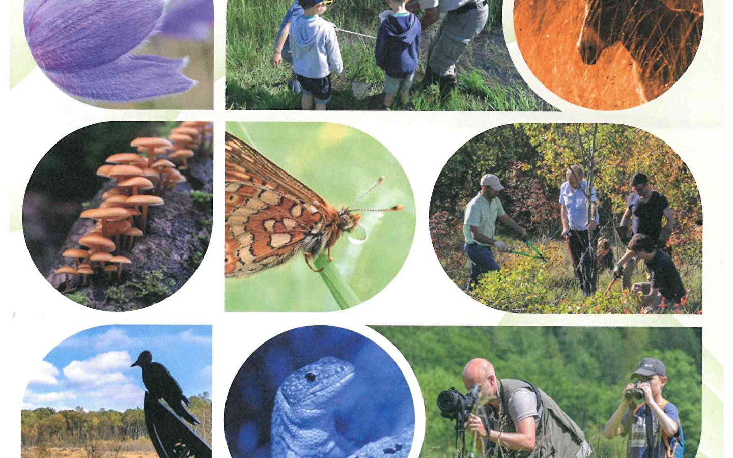 Naturausflug und Workshop 'Dessine-moi un herbier!' (Zeichne mir ein Herbarium)