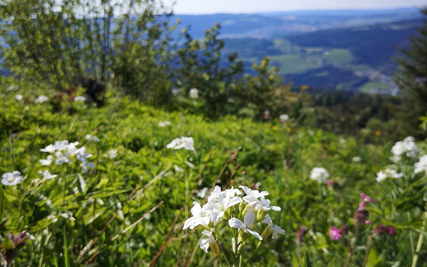 Naturausflug - Entdeckung von Wildpflanzen