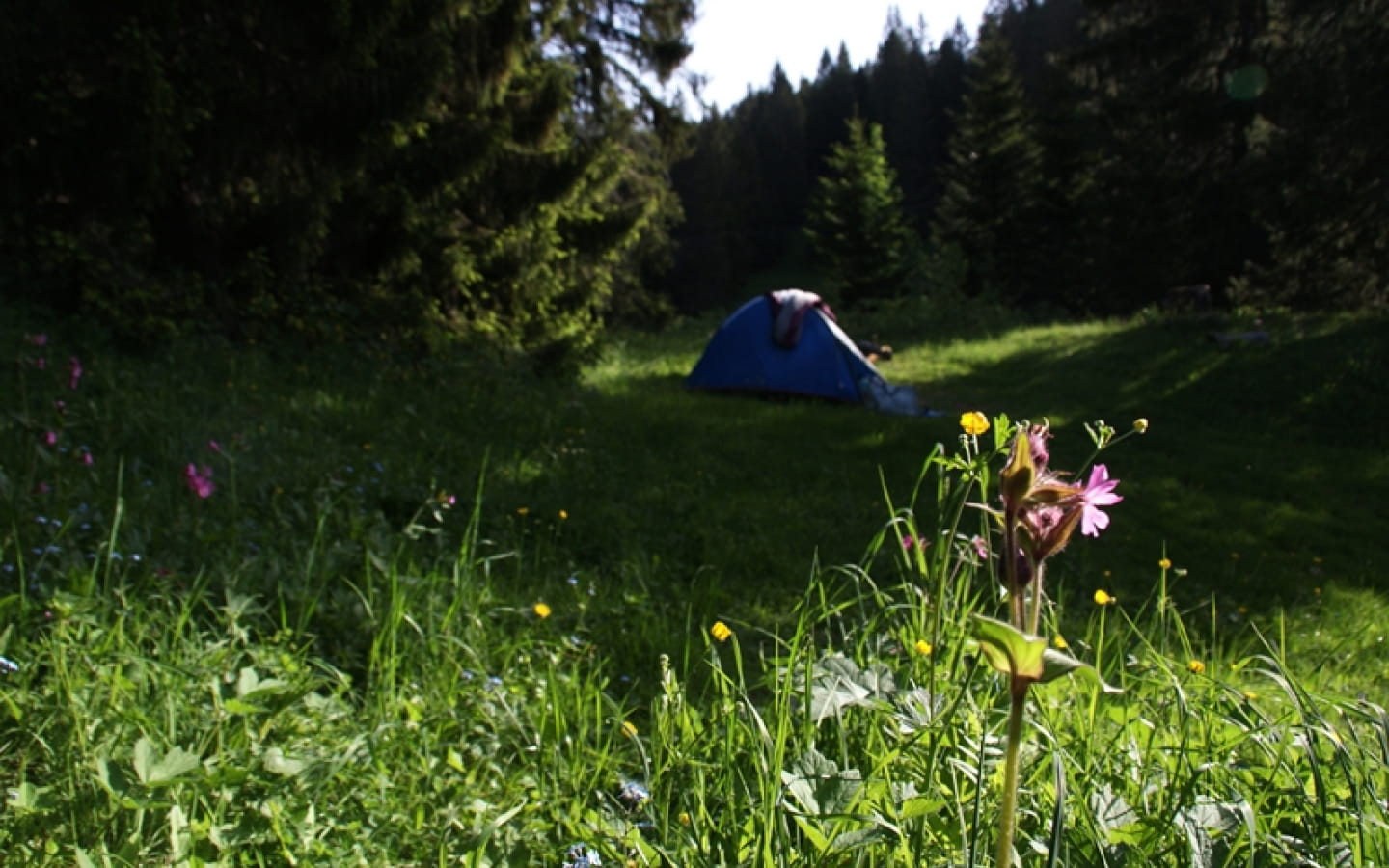 Aire naturelle de camping - La Dalue