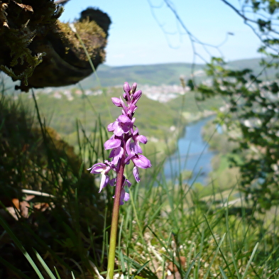 Wanderweg - der berg dommage