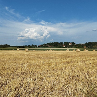 Poisson Rouge - MOLAMBOZ