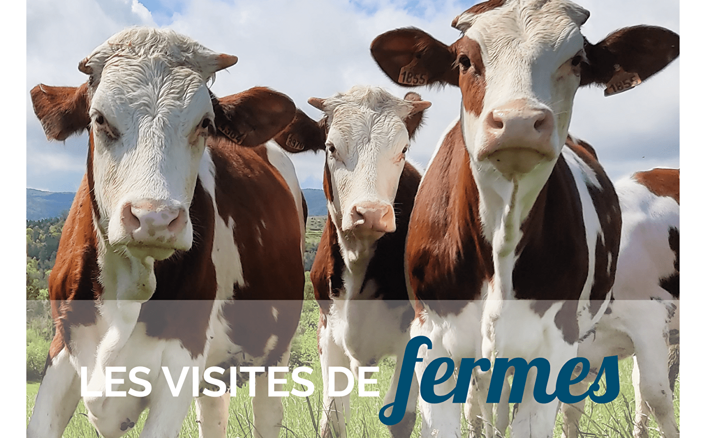 Besuch des Milchbauernhofs Champs Dières in Cogna -Mittwoch