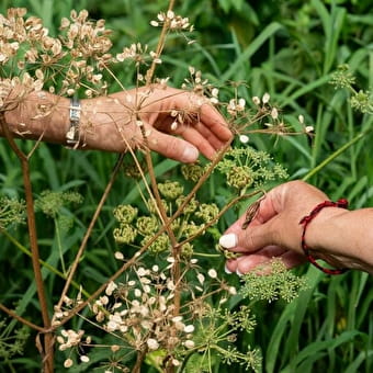 Serpe et Chaudron - Ateliers autour des Plantes sauvages et Balades botaniques - FONTAINE-LES-CLERVAL