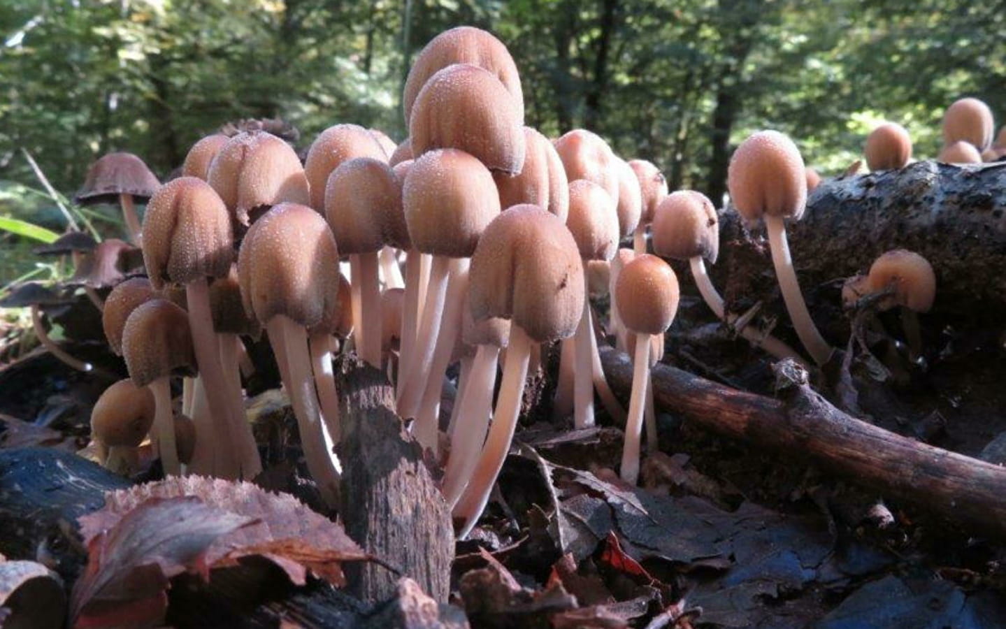 Naturausflug - Auf Tuchfühlung mit den Pilzen