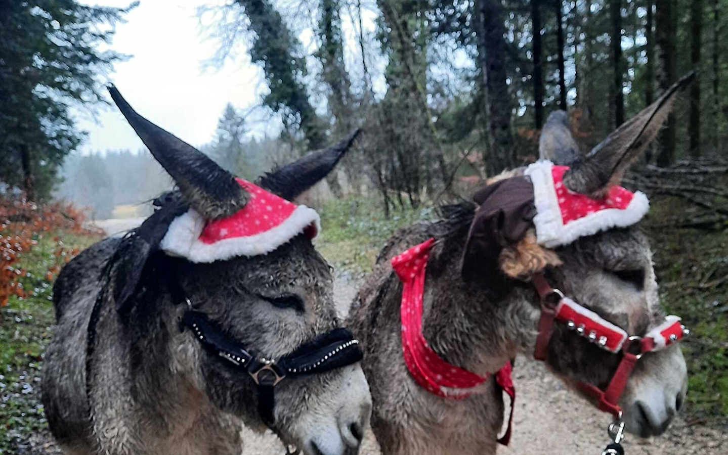 Spaziergang mit Eseln