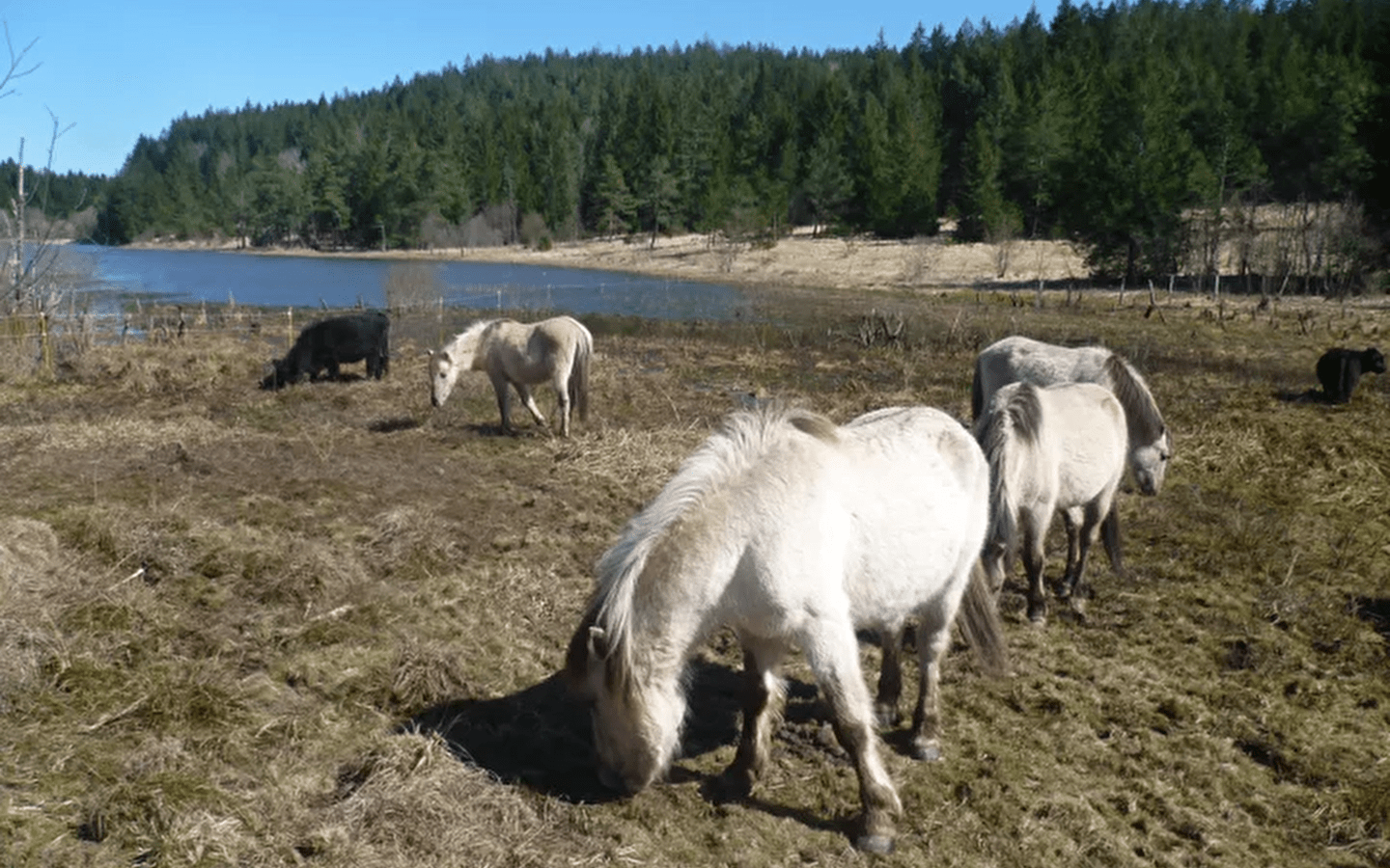 Naturausflug ' Au pas des Koniks' (Im Schritt der Koniks)