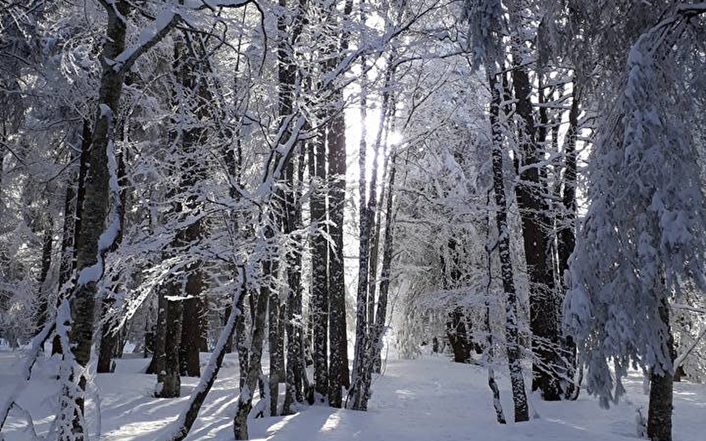 Schneeschuhwanderung für Familien: Der Wald in all seinen Zuständen