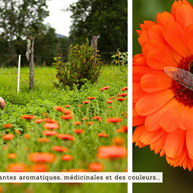 Fahrradtour & botanische Geschmackserlebnisse