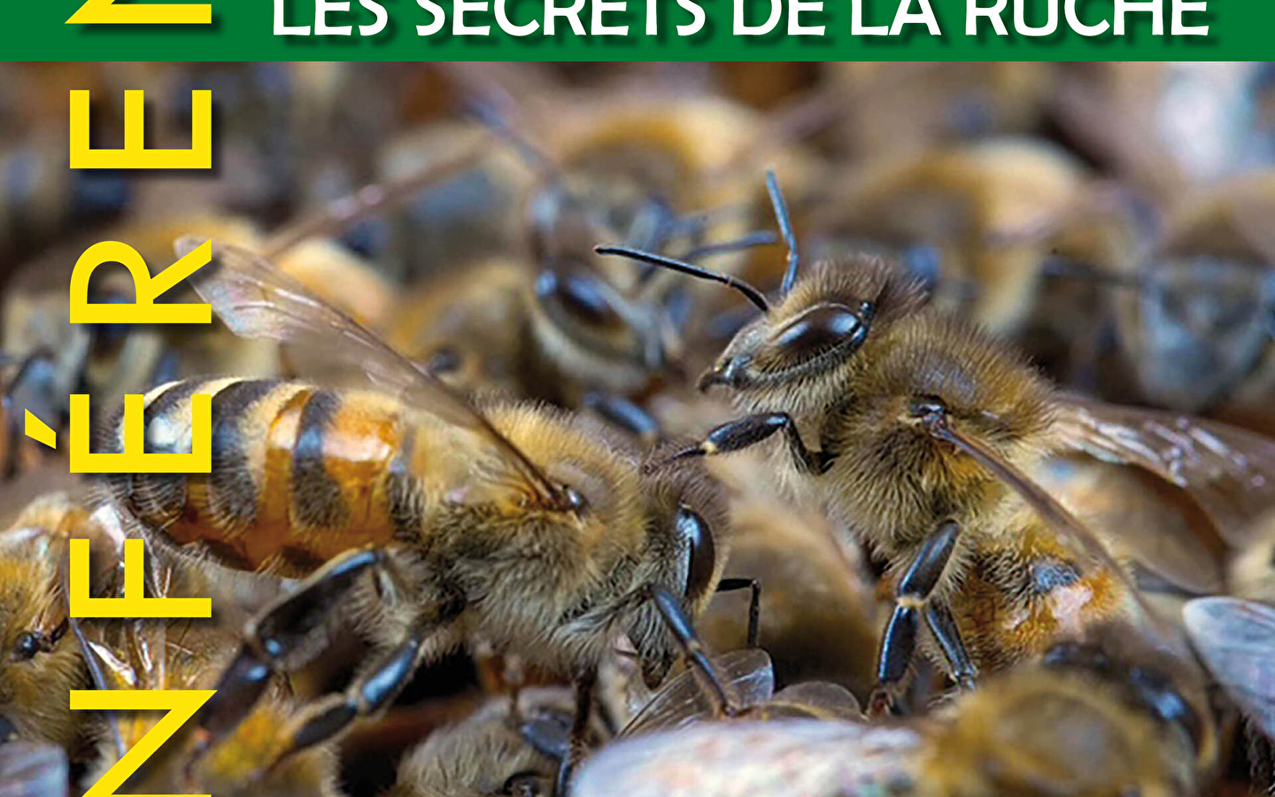 Vortrag - Bienen, die Geheimnisse des Bienenstocks