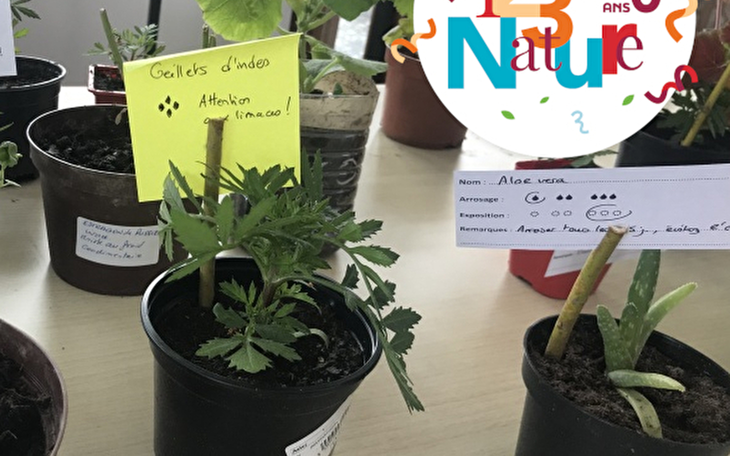 ATELIER 123 NATURE: Medizinische Wildpflanzen