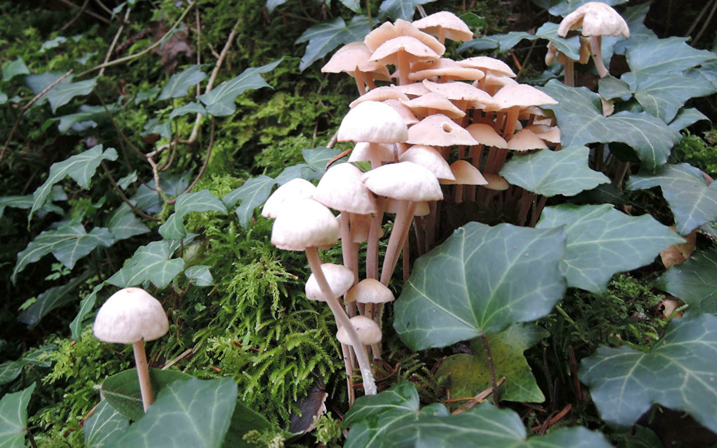Pilze im Wald entdecken