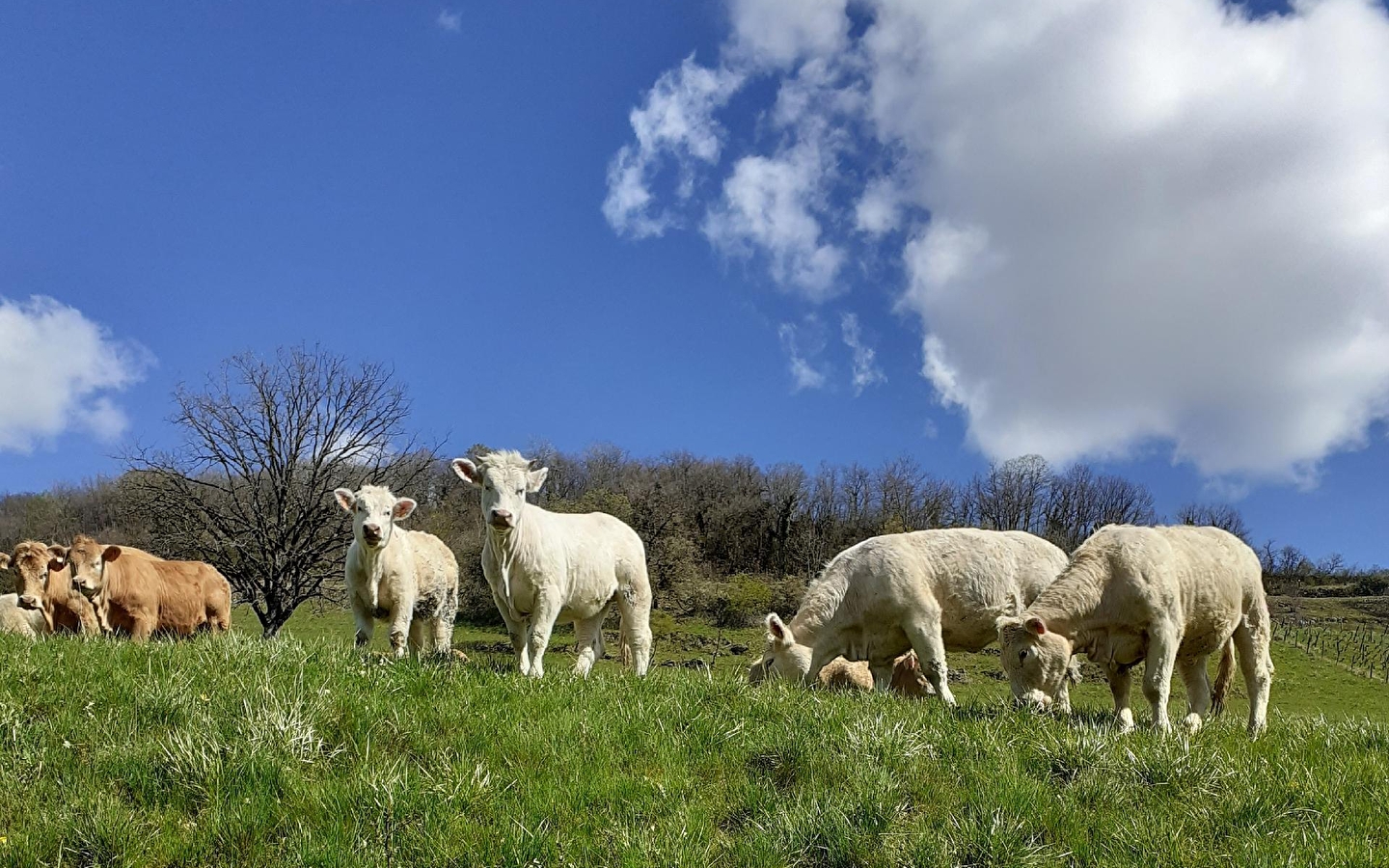 EARL de Plan Poncieux
