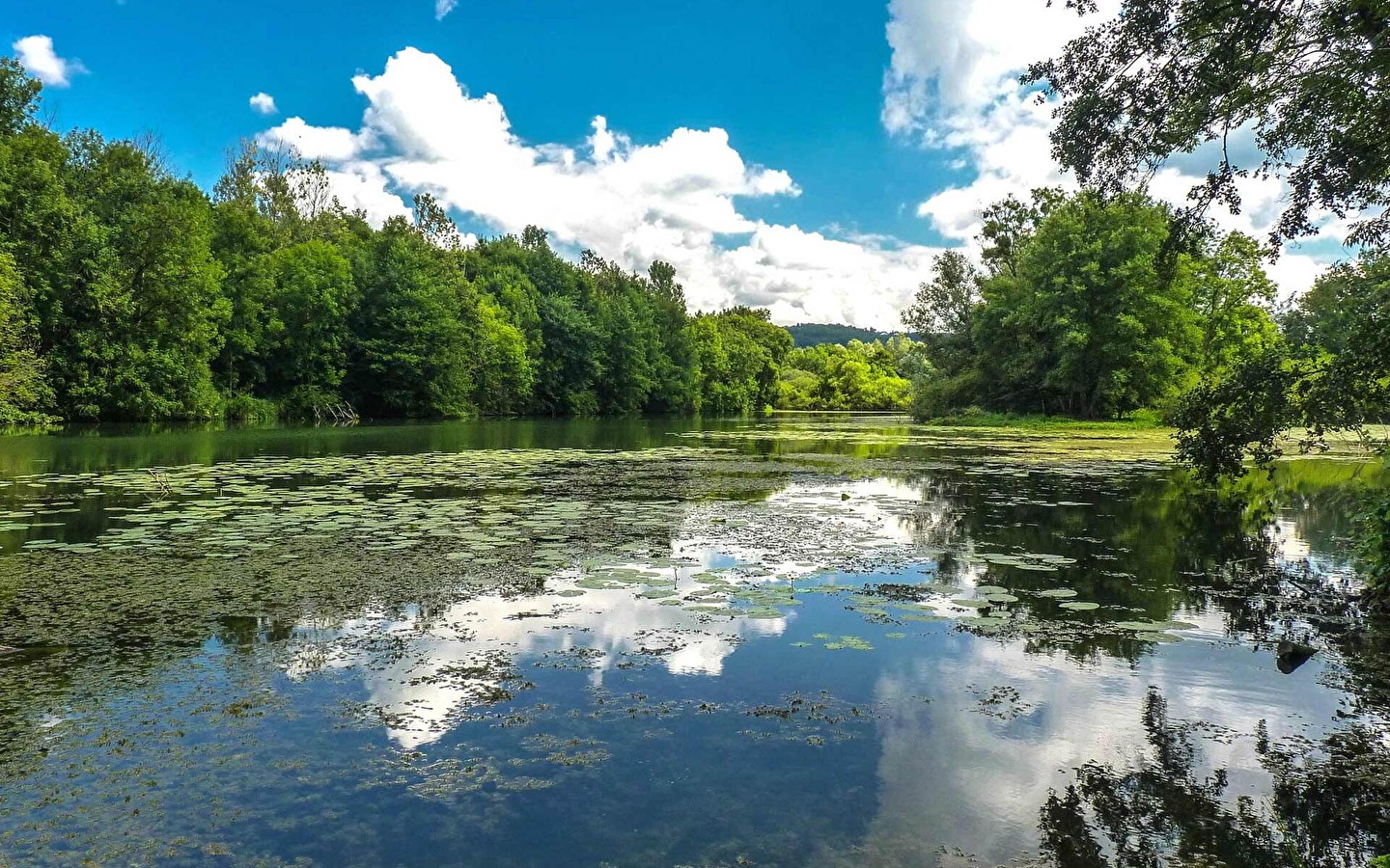Das Sumpfgebiet der Saône