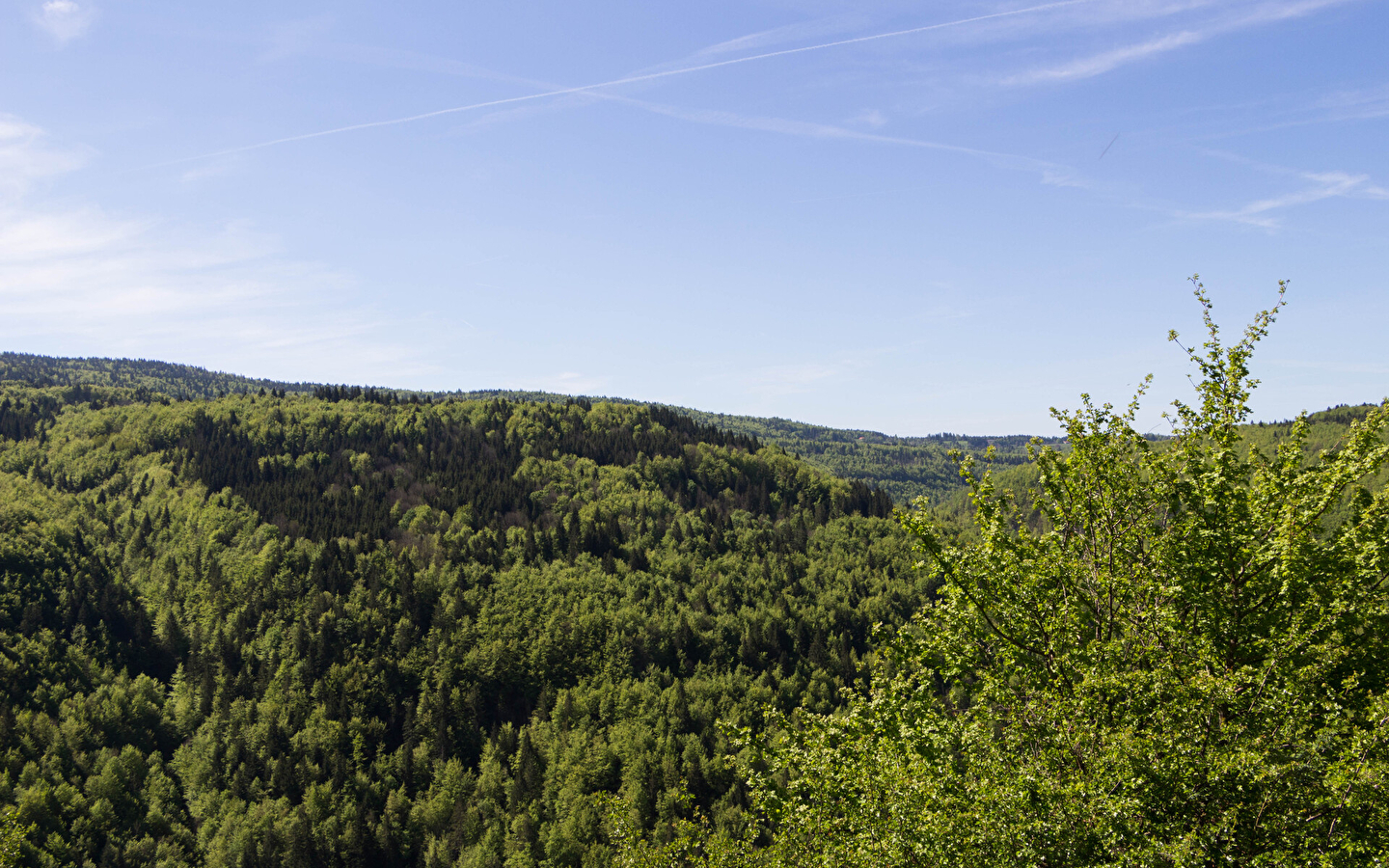Die Köche