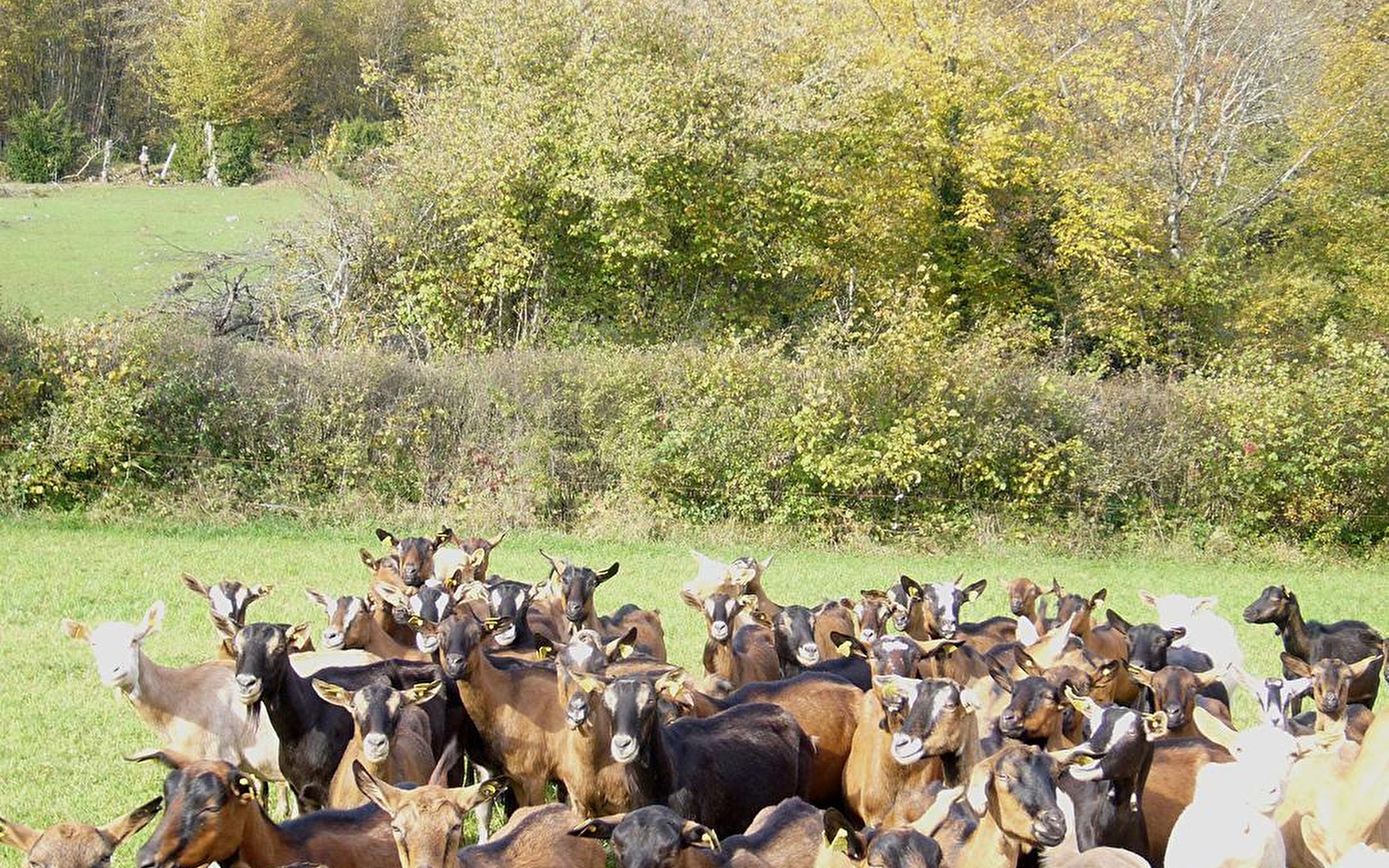 Les Chevriers d'Échazeaux