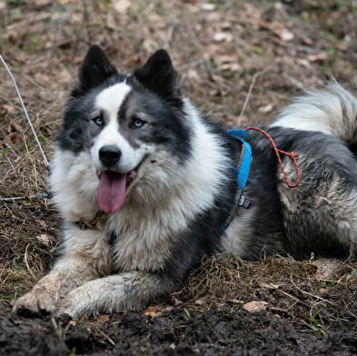 La vallée des laïkas - Kart, Cani-Trottinette et cani-rando