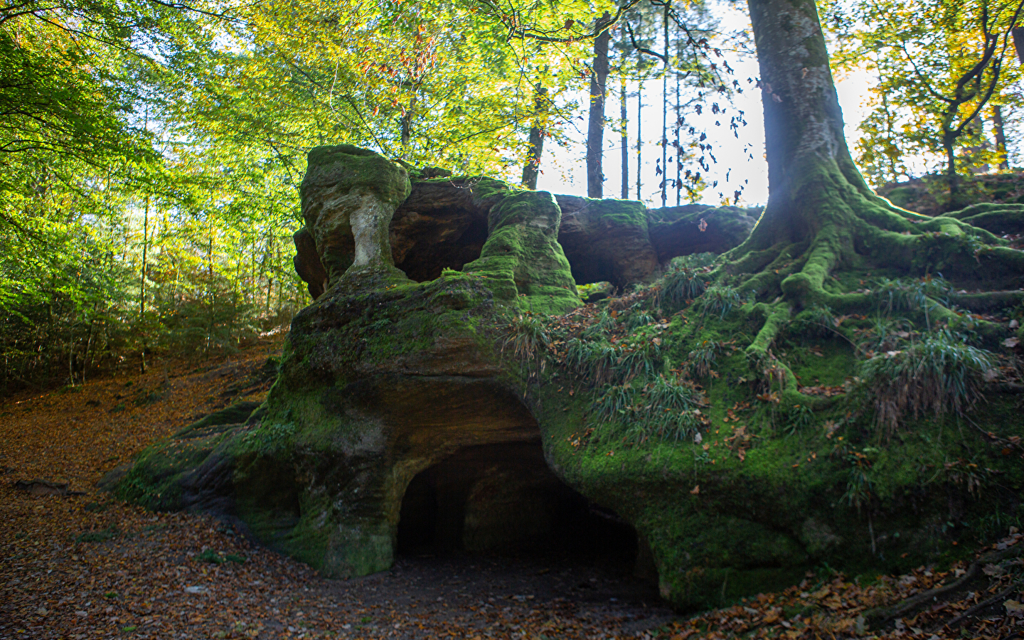 Die Wurzeln