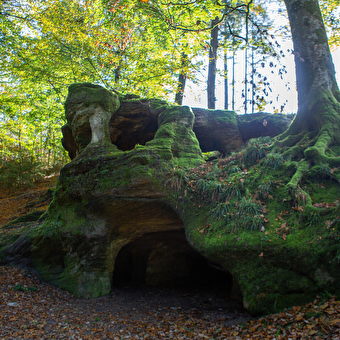 Die Wurzeln - MOISSEY