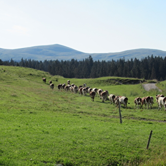 Trekking-Entdeckung der Hautes-Combes des Jura mit Lucas Humbert - Septmoncel-Les Molunes