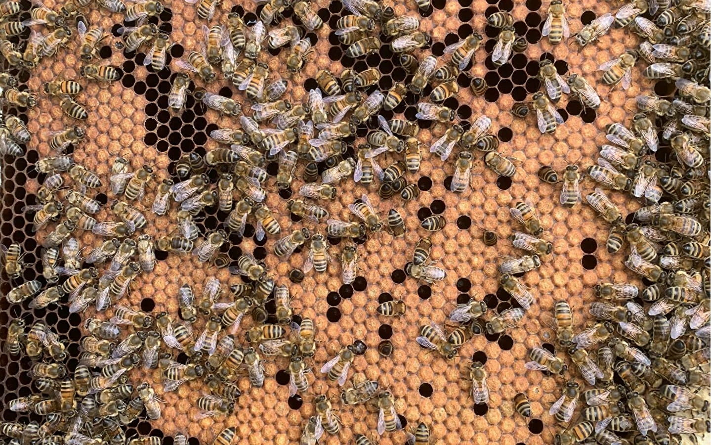 Route des Savoir-faire: Die Honigsorten der Franche-Comté