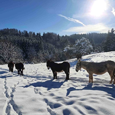 Spaziergang mit Eseln