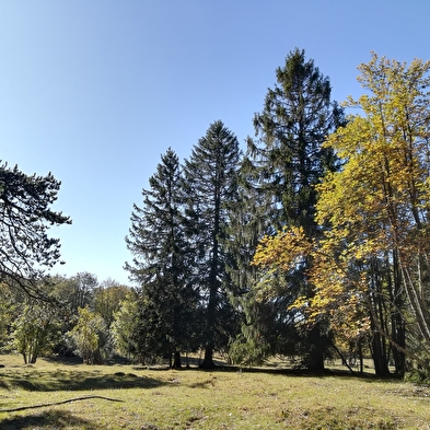 Bain de forêt avec les Demoiselles du Plateau