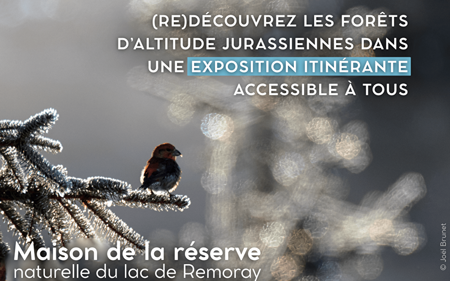 Ausstellung - Wälder in Höhenlagen, Wälder der Verbundenheit