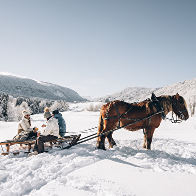 Promenade en petit groupe en luge attelée