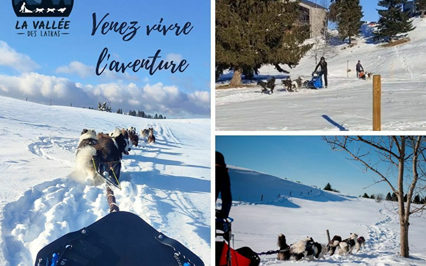 La vallée des laïkas - Chiens de traîneaux