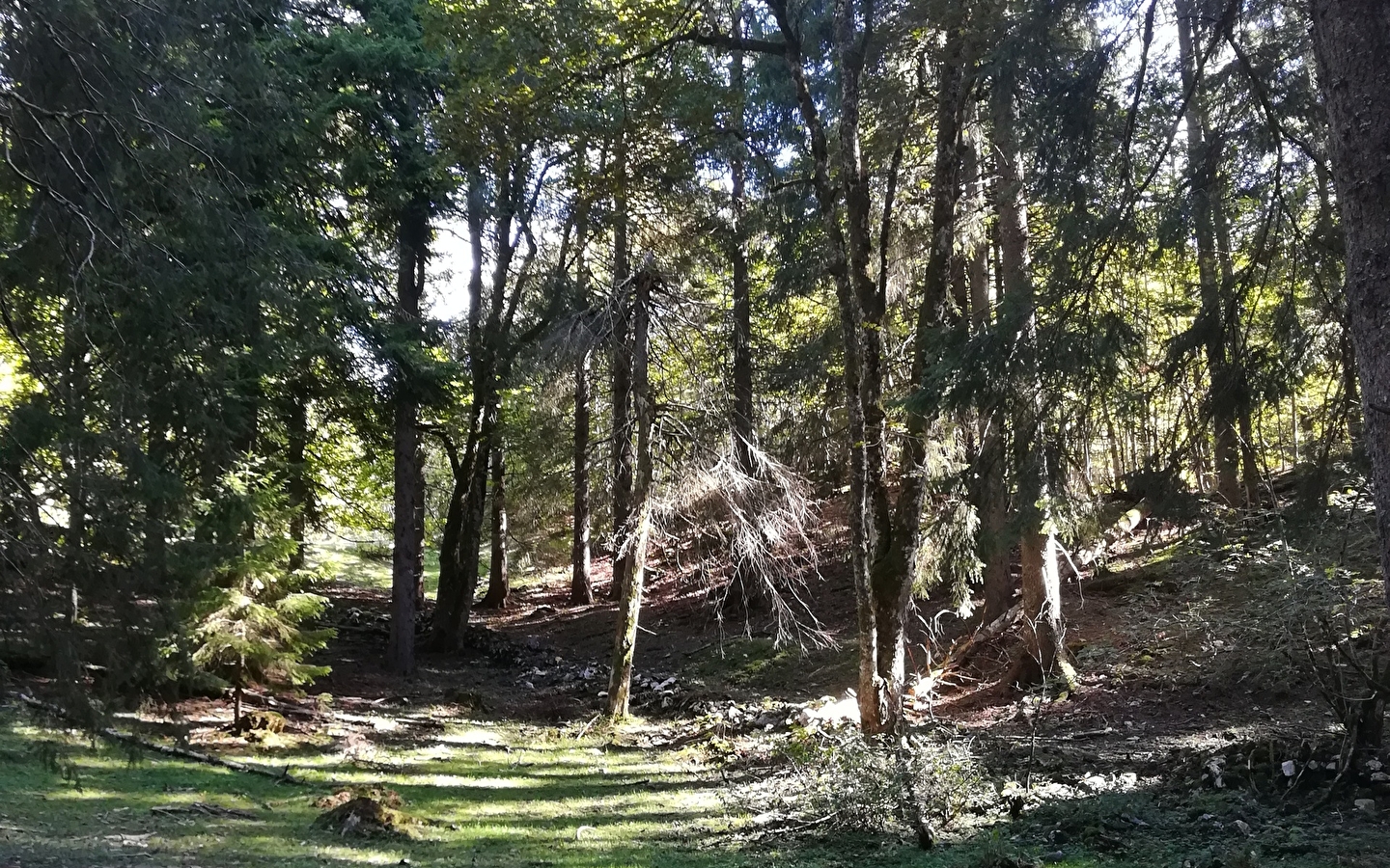 Bain de forêt avec les Demoiselles du Plateau
