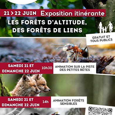 Naturprojektion: Der Augenblick der Sylve