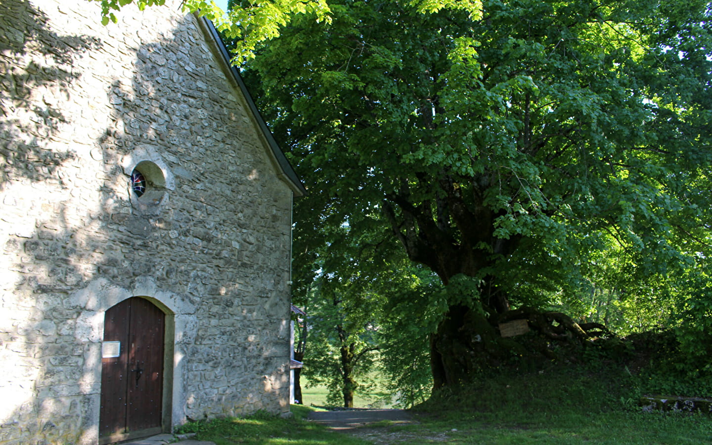 Le tilleul de Sully d'Ordonnaz : arbre remarquable