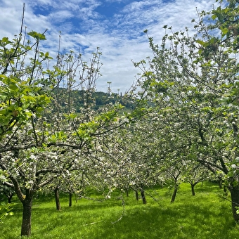 Les toiles du verger - SCEY-MAISIERES