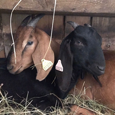 GAEC La Grange des Plans