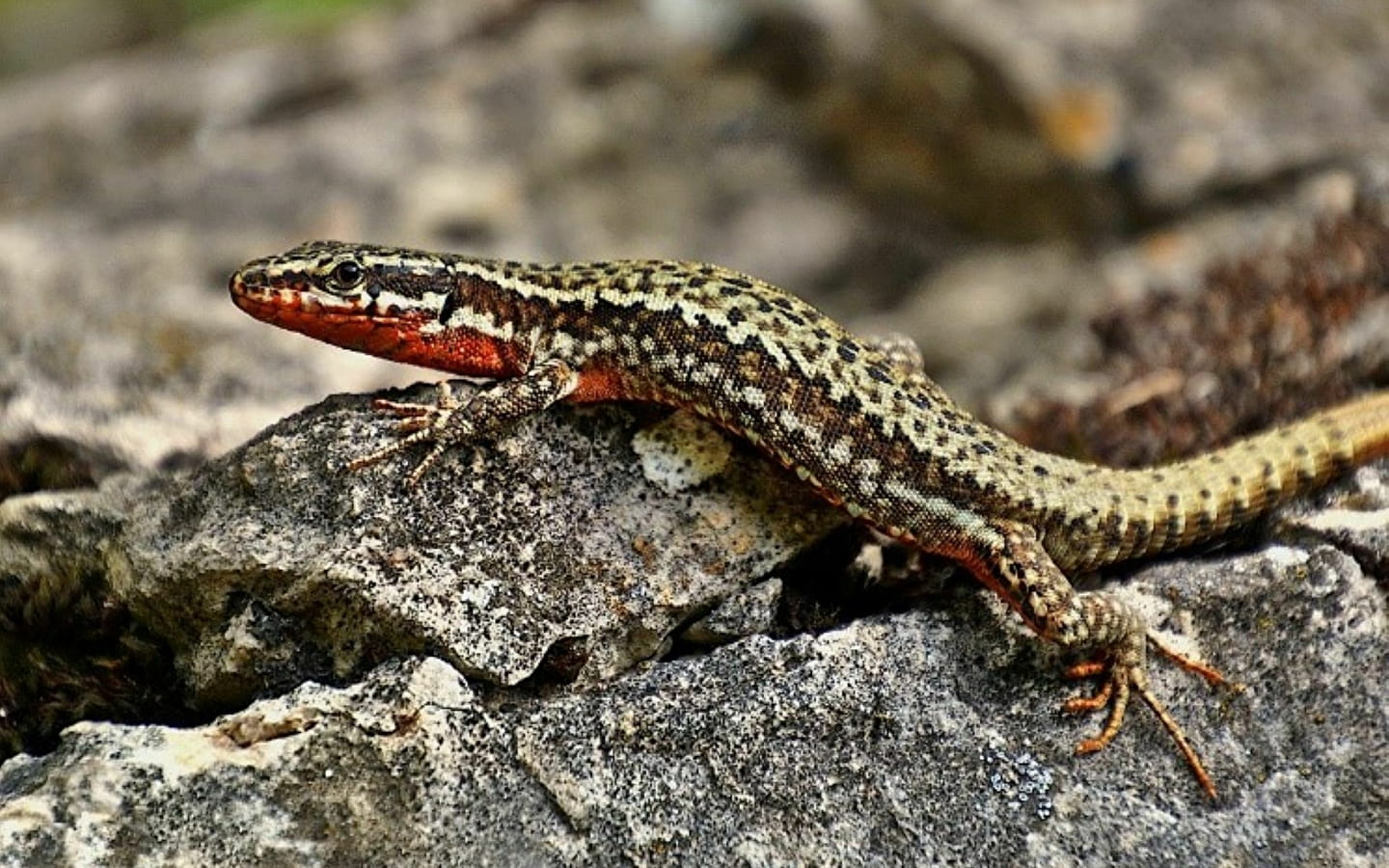 Herbst-Familien-Workshop: Auf Entdeckungsreise durch die Herpetofauna