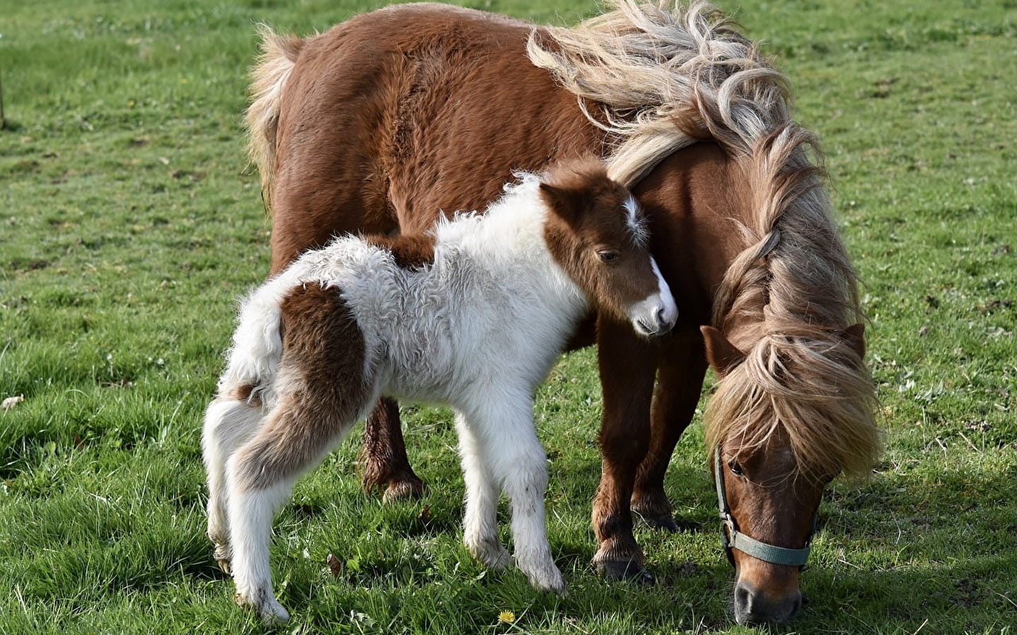 Ponykurs pro Woche