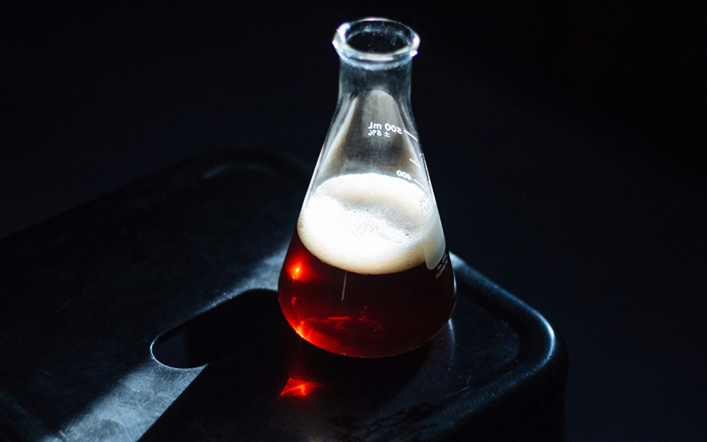 Bier, Fermente und Menschen