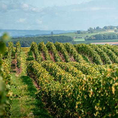 Domaine de Mucelle