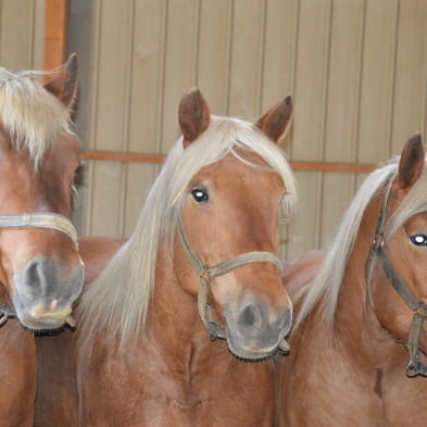 La Ferme des Comtois