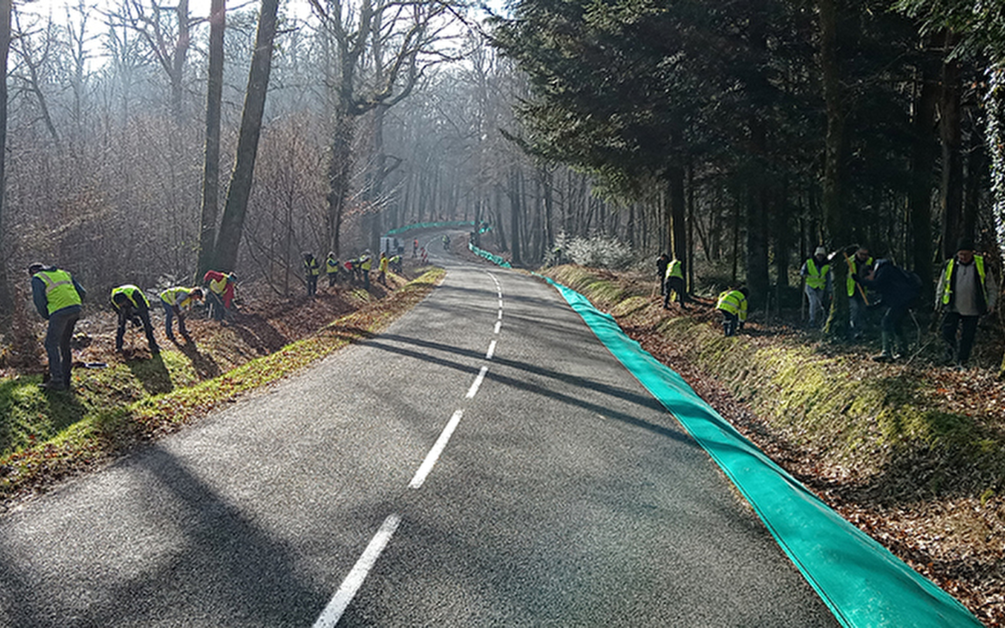 Rettung von Amphibien in Le Bélieu