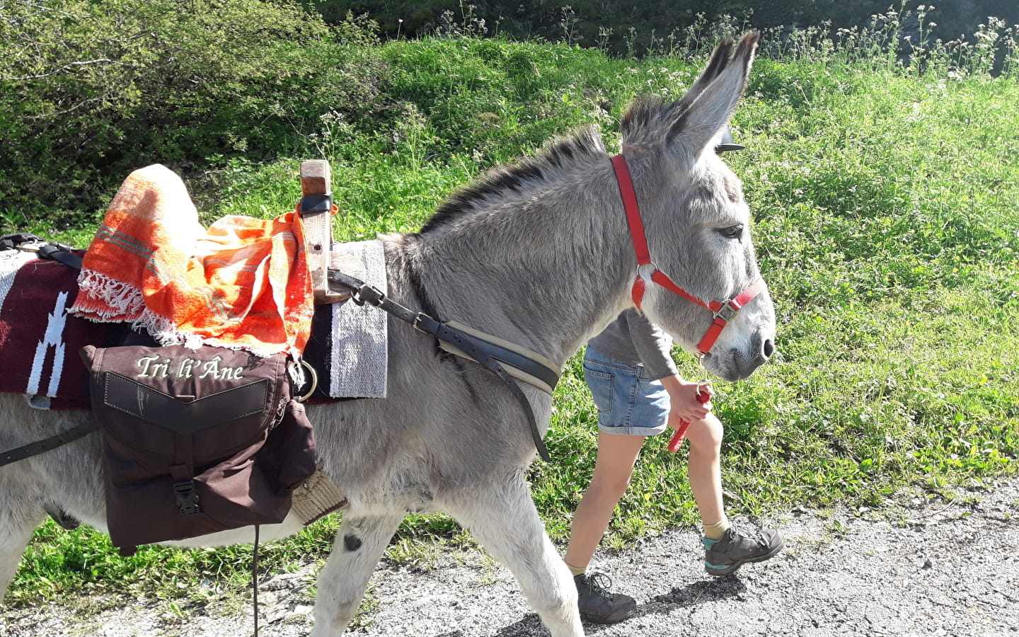 Wanderung mit Eseln