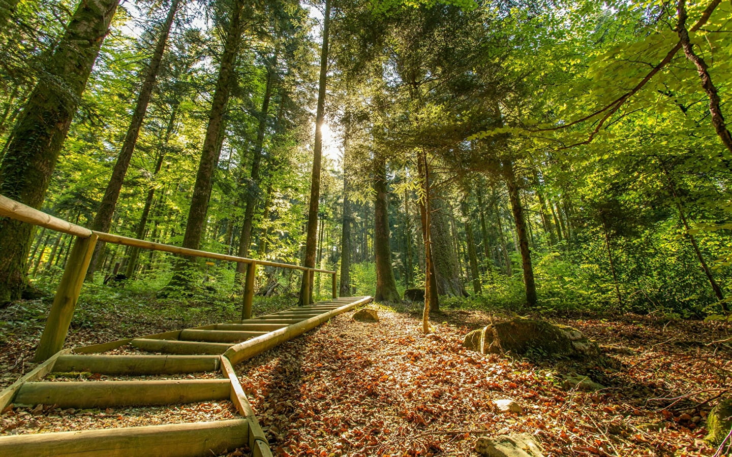 Forêt de la Joux