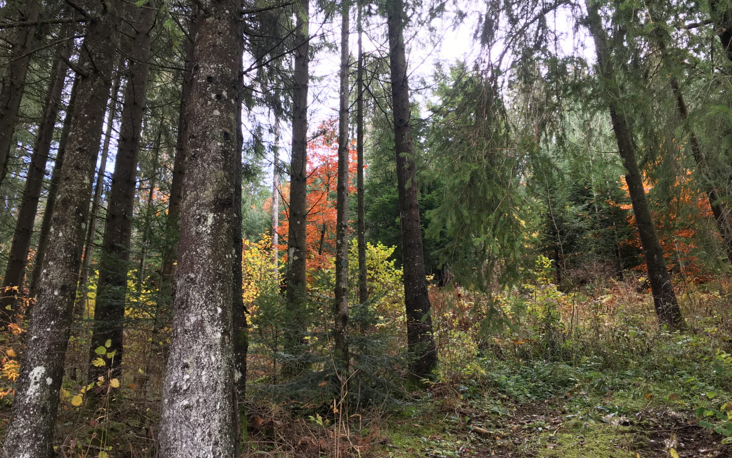 Wandern - Charquemont/Mont de Laval