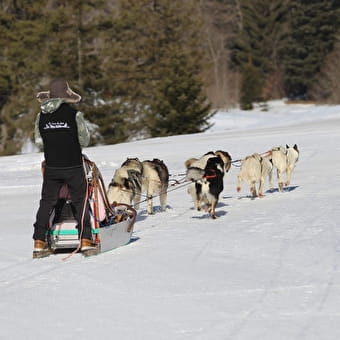 Chiens de traineau à la Praille - PLATEAU D'HAUTEVILLE