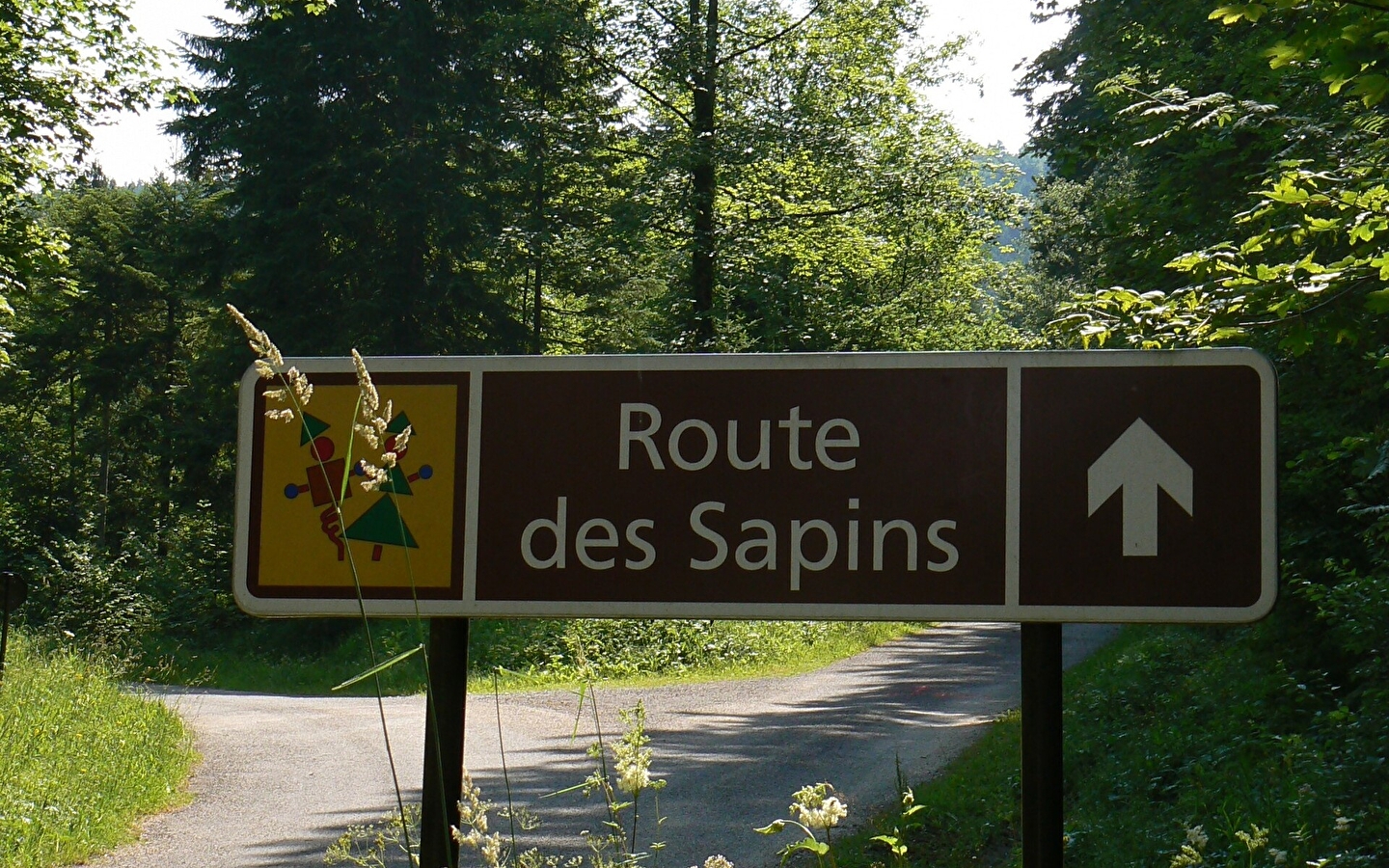 Route des sapins