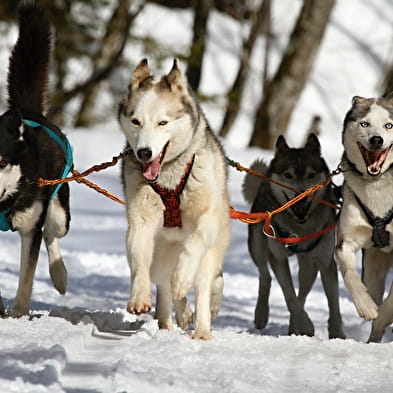 Activités hiver de la Ferme Bertrand et ses chiens des neiges : balade en traîneau à chiens