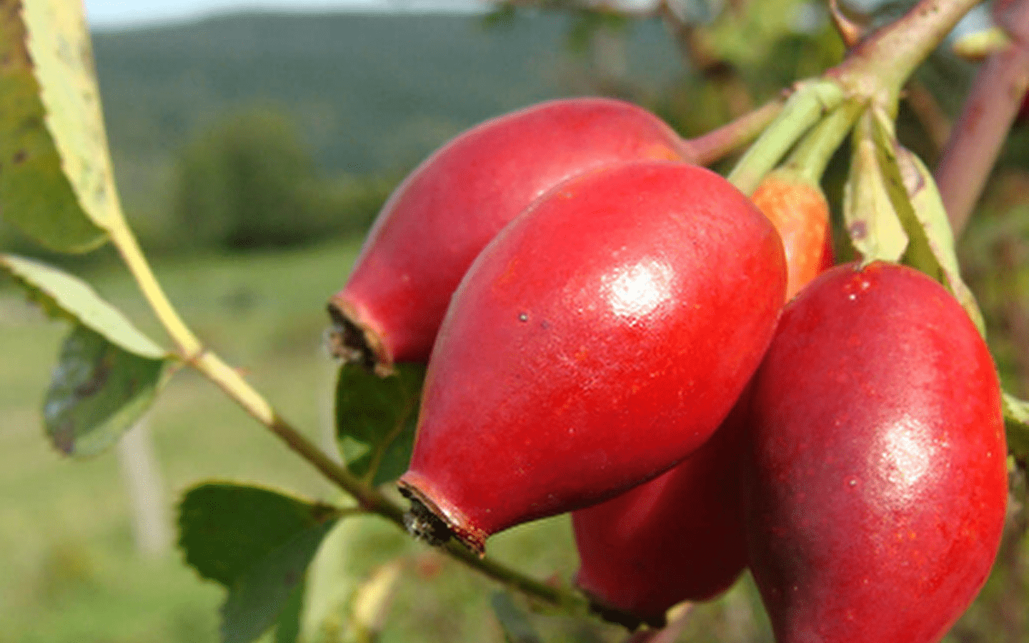 Workshop zum Erkennen von Waldbeeren