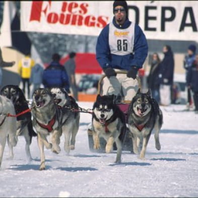 Schlittenhunderennen - ANNUELLE