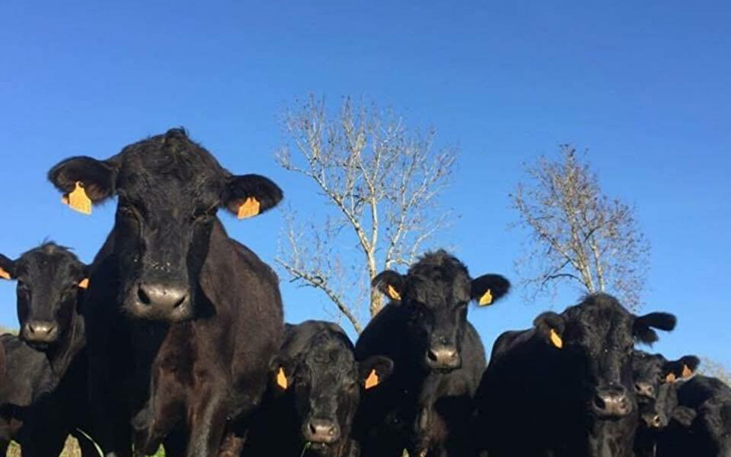 Gaec Black Angus - Vente de viande sous vide et de charcuterie (bovin et porc)