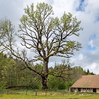 Le sentier de cessay - FRASNE